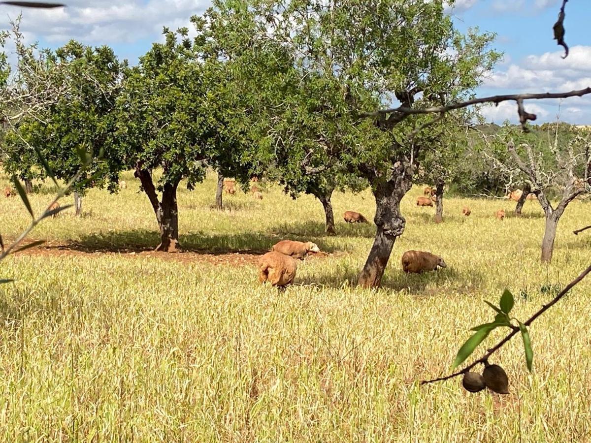 Finca Sa Canova Agroturismo Кампос Екстер'єр фото
